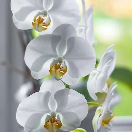 Dimora Orchidea Bianca Apartamento